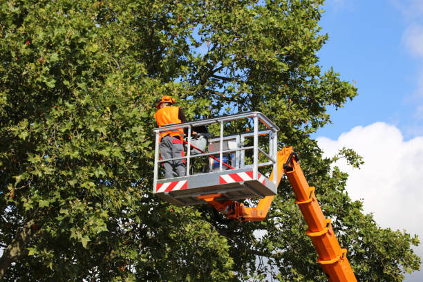 How Our Tree Care Process Works  in  Upper Exeter, PA